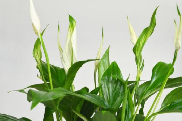 Bakımı Kolay İç Mekan Bitkileri ve Bakım İpuçları