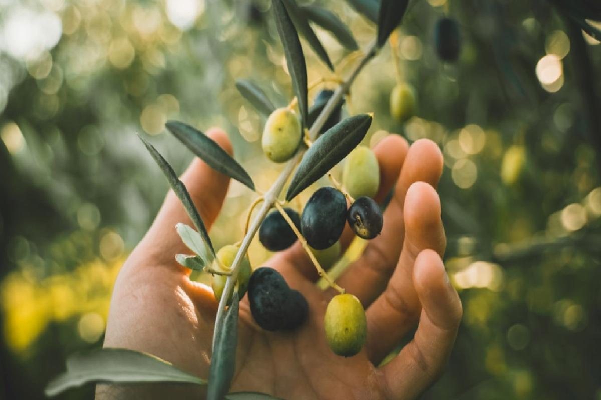 Zeytinyağının Doğru Kullanımı ve Saklanması