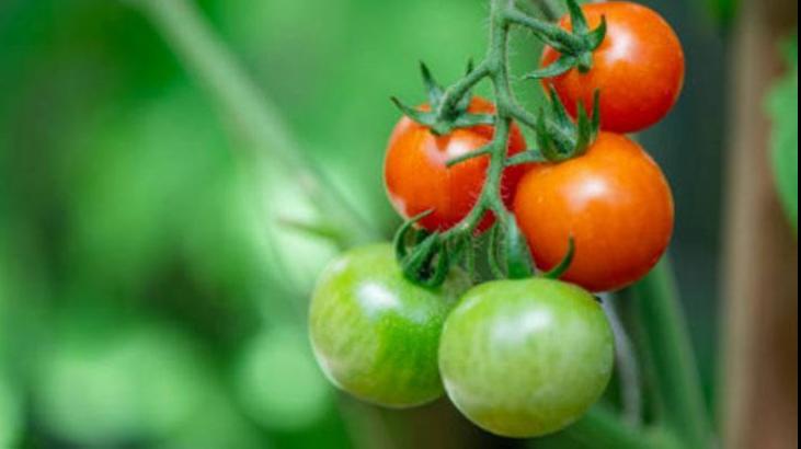 Yeşil Domatesin Saç Sağlığı ve Diğer Faydaları