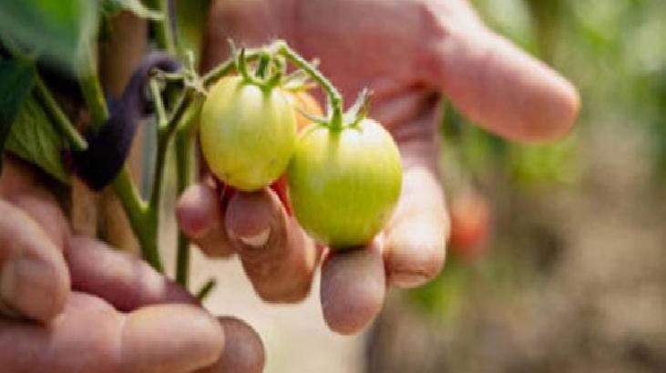 Saç Sağlığı İçin Kullanım Önerileri