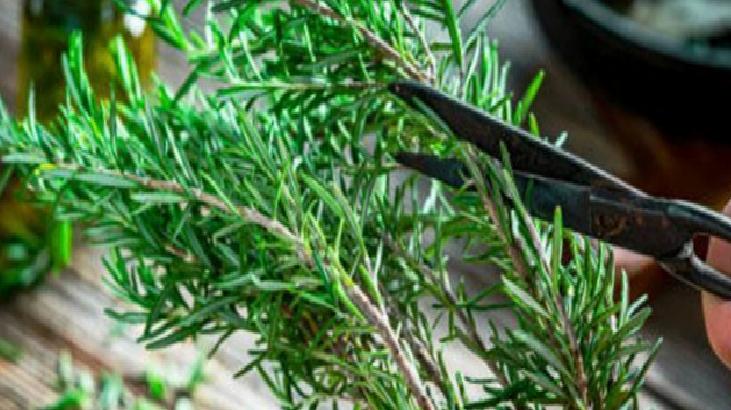 Afra Saraçoğlu'nun Saç Sırları ve Biberiye Yağının Faydaları