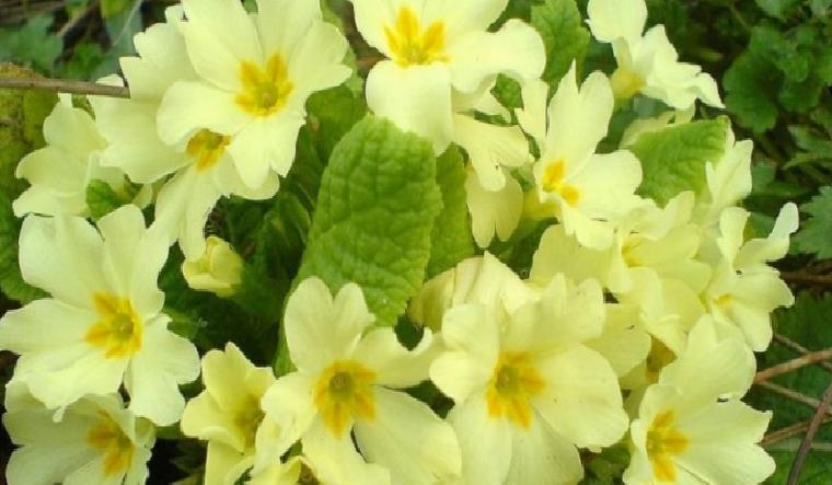 Menopoz Döneminde Doğal Çözümler: Çuha Çiçeği