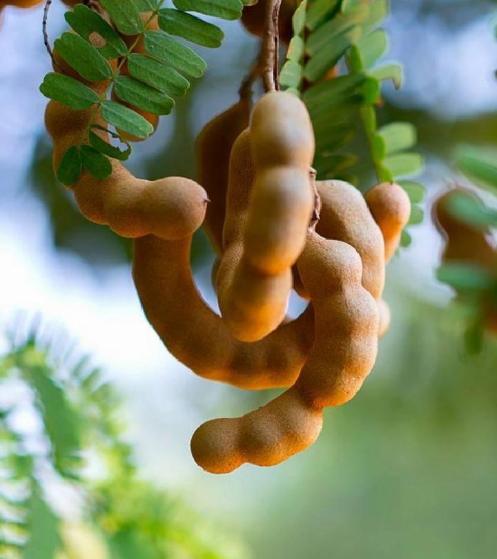 Demirhindi Mutfakta Nasıl Kullanılır?