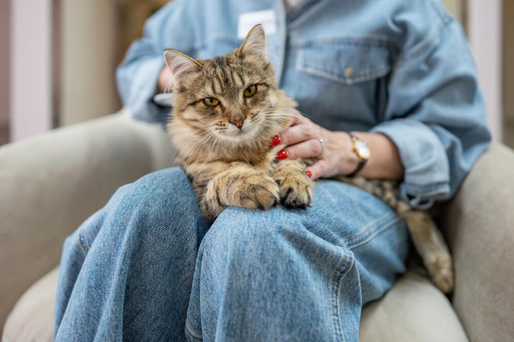 Hayvanlar ve İnsanlar Arasındaki Derin Bağ