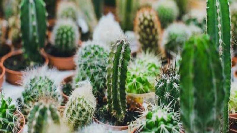 Sürdürülebilirlik ve Kaktüsler