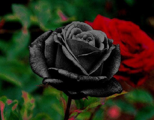 Karagül Yağının Elde Edilmesi