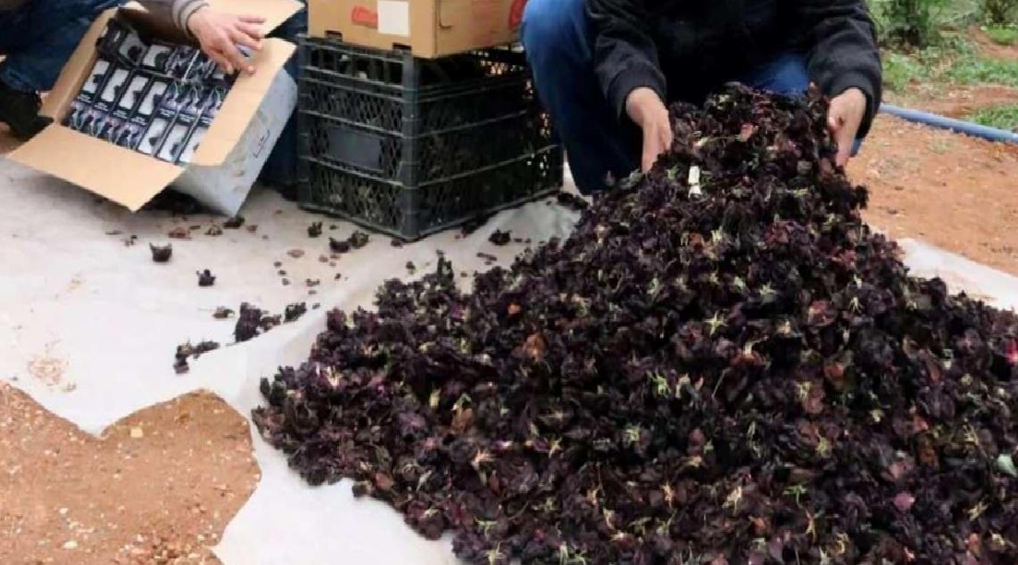 Karagül: Türkiye'nin Eşsiz Doğal Güzelliği ve Ekonomik Potansiyeli