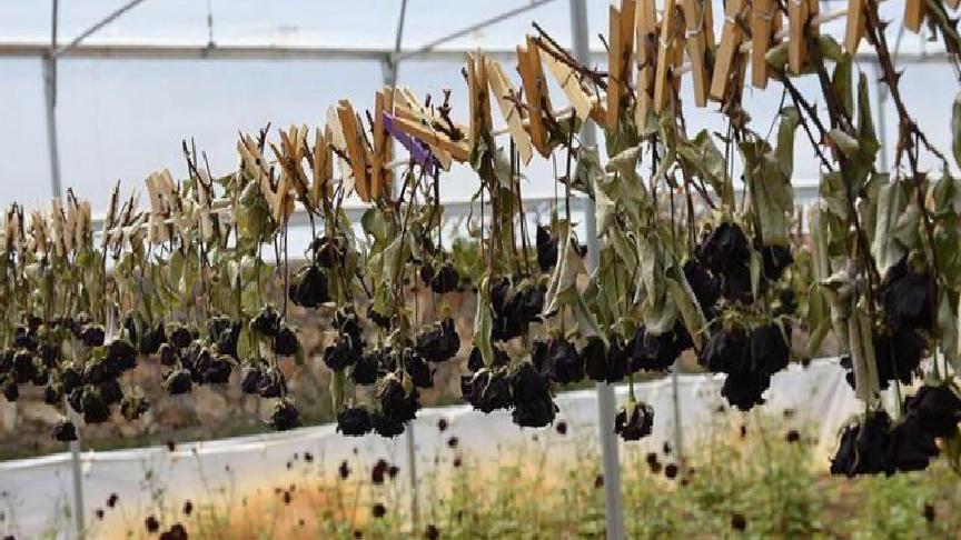 Kozmetik Dünyasında Karagül