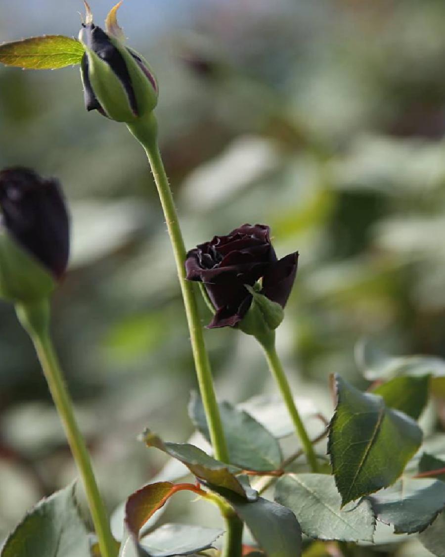 Karagül ve Türkiye'nin Tarım Potansiyeli