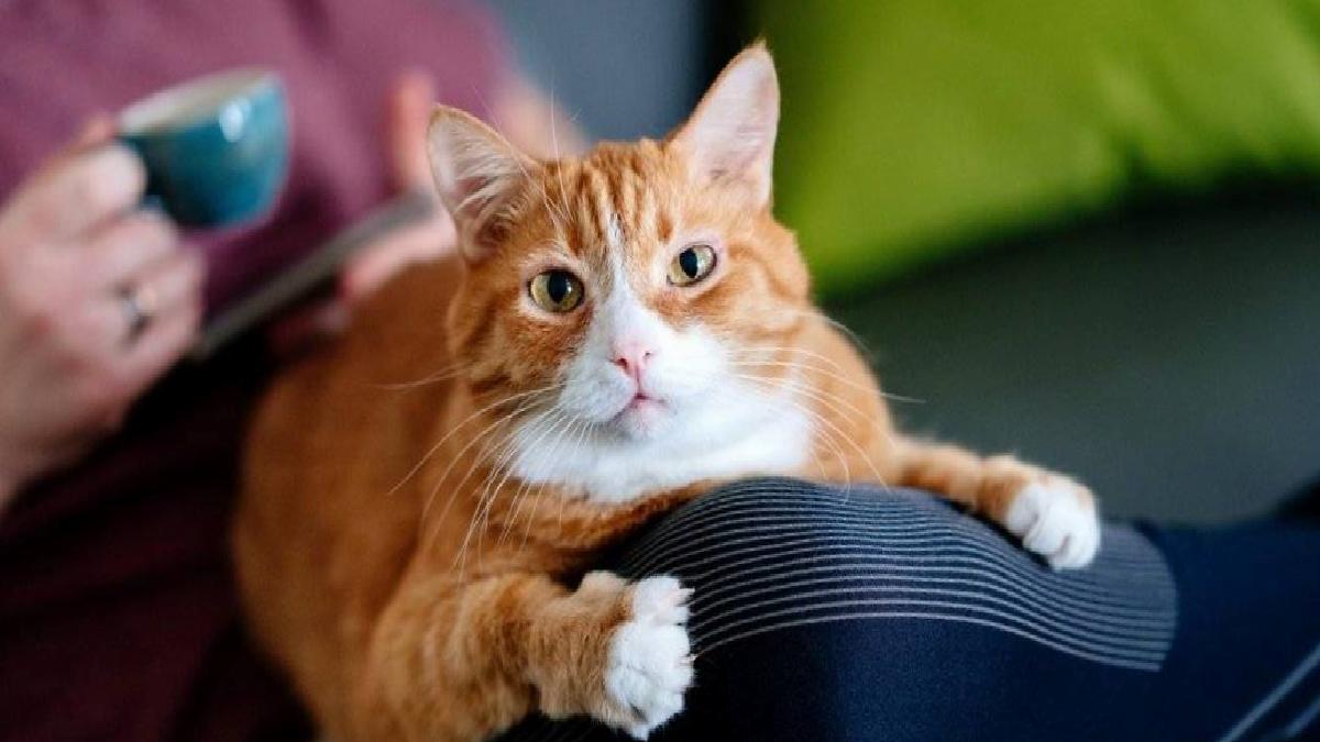 Kedilerin Yaşam Süresi ve Sahiplenme Süreci