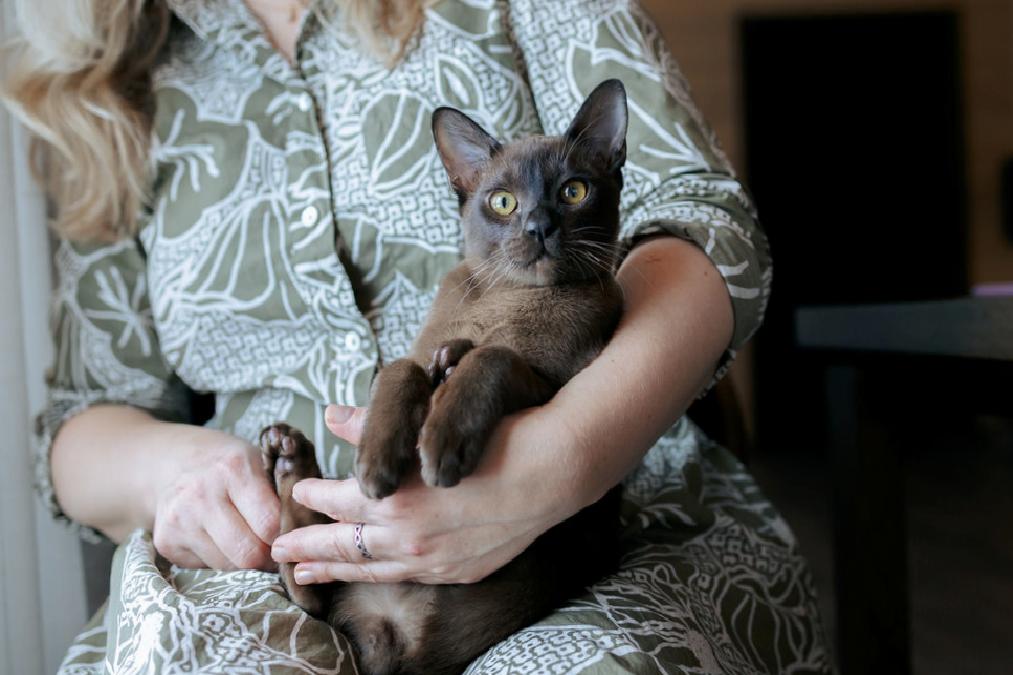 Kedilerin Kısırlaştırılması ve Dış Ortam Tehlikeleri