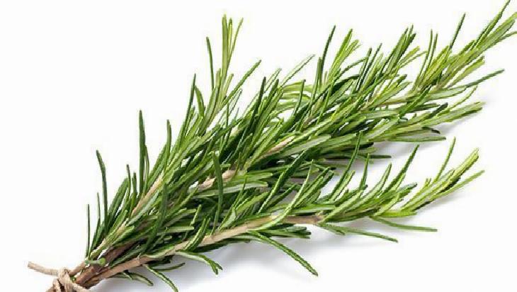 Biberiye Yağının Kullanımı ve Dikkat Edilmesi Gerekenler