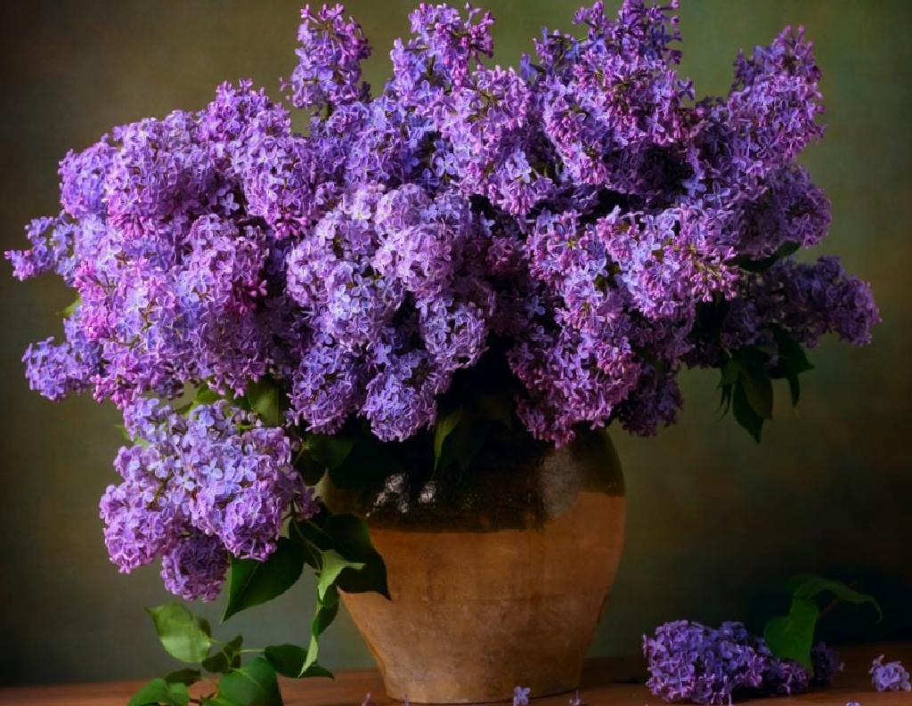 Budama Nedir ve Hangi Bitkiler İlkbaharda Budanmamalıdır?