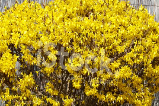 Budama Nedir ve Hangi Bitkiler İlkbaharda Budanmamalıdır?