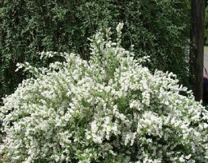 Budama Nedir ve Hangi Bitkiler İlkbaharda Budanmamalıdır?