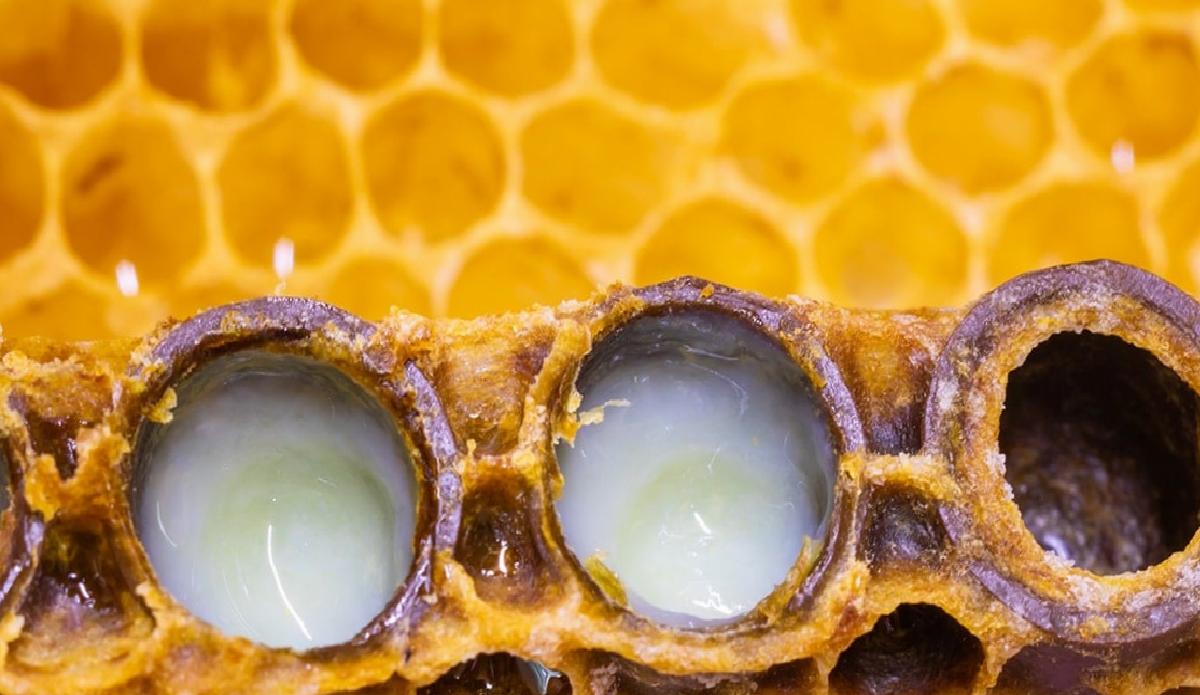 Enfeksiyonlara Karşı Doğal Koruma