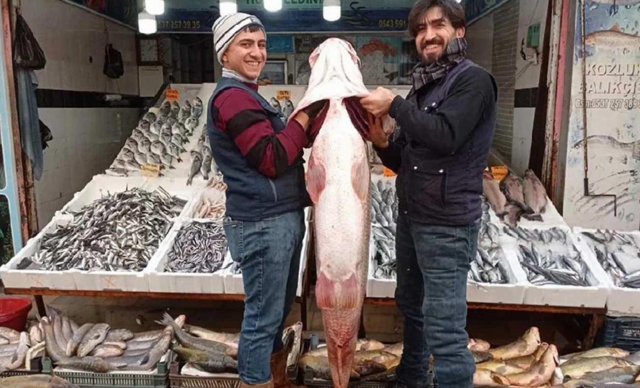Elazığ'daki Dev Turna Balığı