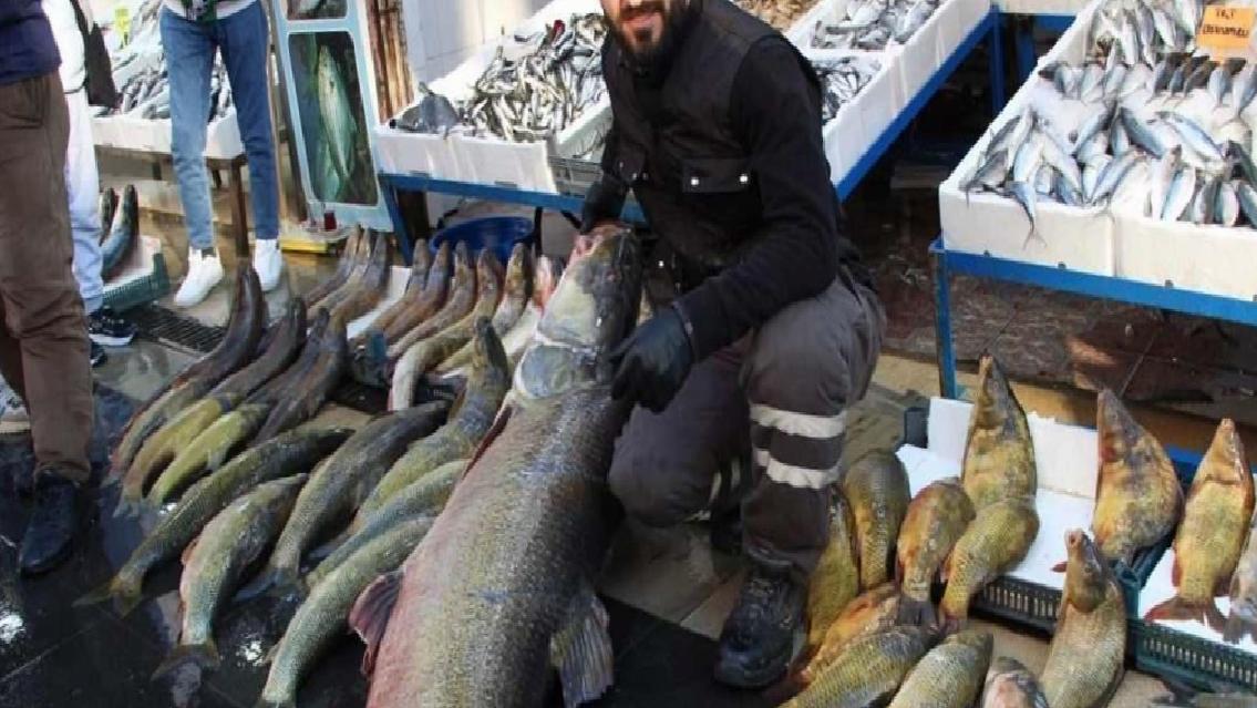 Elazığ'da Dev Turna Balığı Yakalandı
