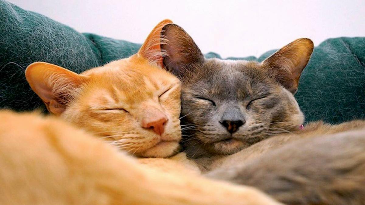 Evcil Hayvan Sahipleri İçin Kedi Tüylerinden Kurtulma Yöntemleri