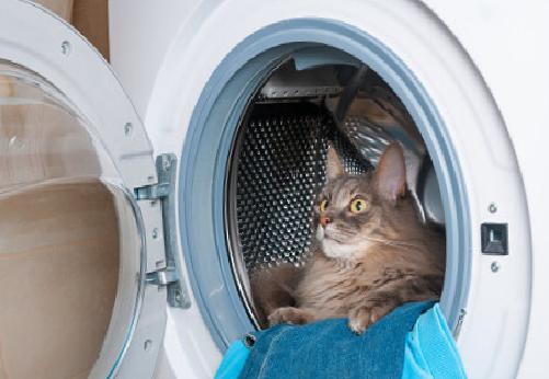 Kedi Tüylerinden Kurtulma Yöntemleri