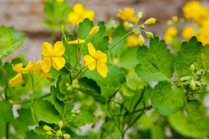 Uzmanlar Uyarıyor: Kırlangıç Otu ve Göz Sağlığı Üzerindeki Etkileri