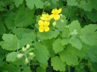 Kırlangıç Otu ve Göz Sağlığı: Uzmanların Uyarıları