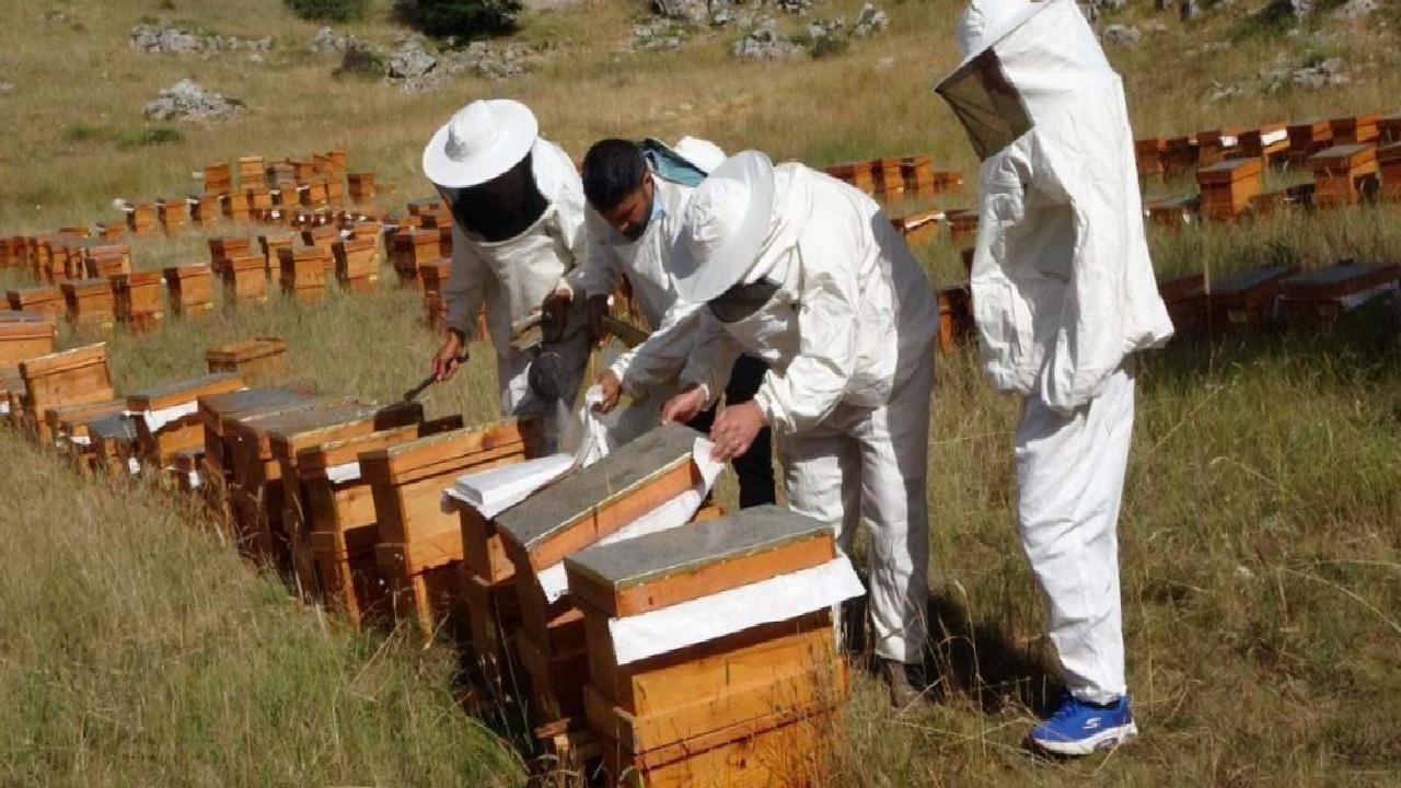 Mersin'in Eşsiz Sedir Balı: Faydaları ve Yüksek Talep