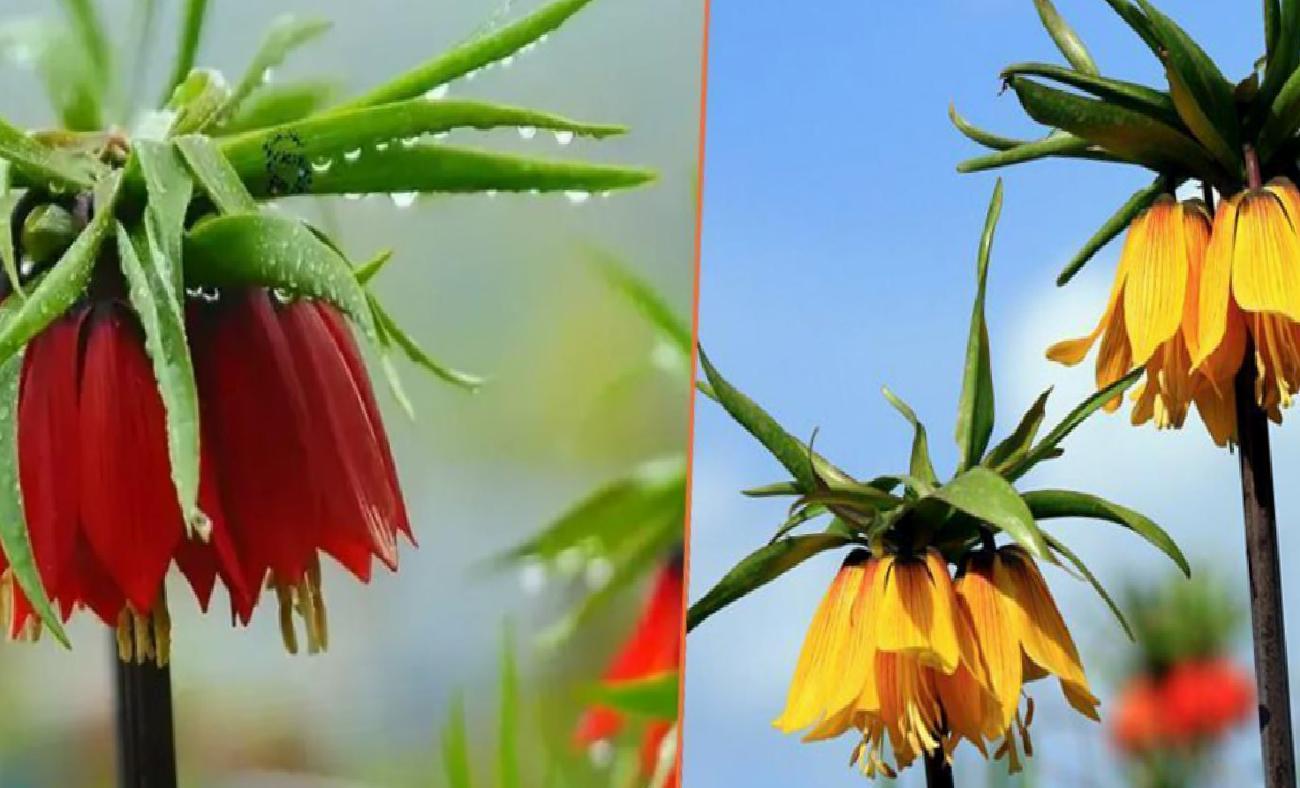 Ağlayan Gelin: Türkiye'nin Nadir Güzelliklerinden Biri