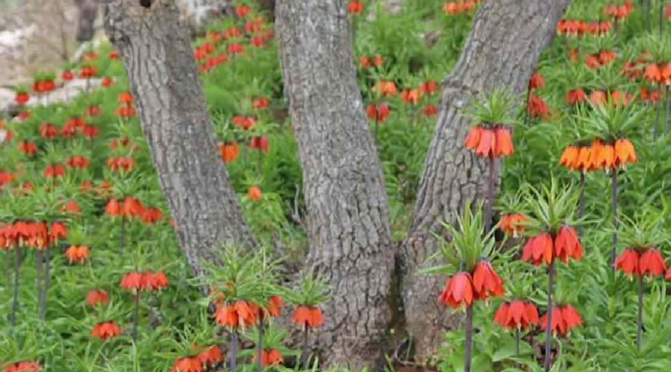 Koruma Altında ve Yüksek Cezalar