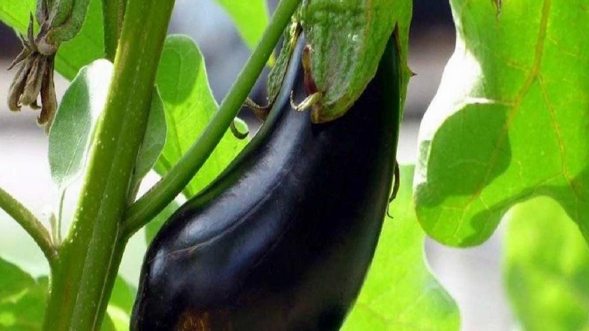 Patlıcanın Sağlık Üzerindeki Olağanüstü Etkileri