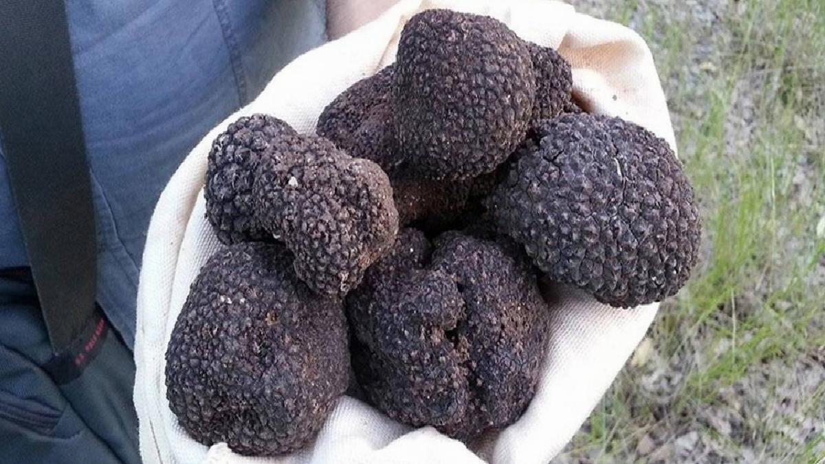 Trüf Mantarı Nedir?