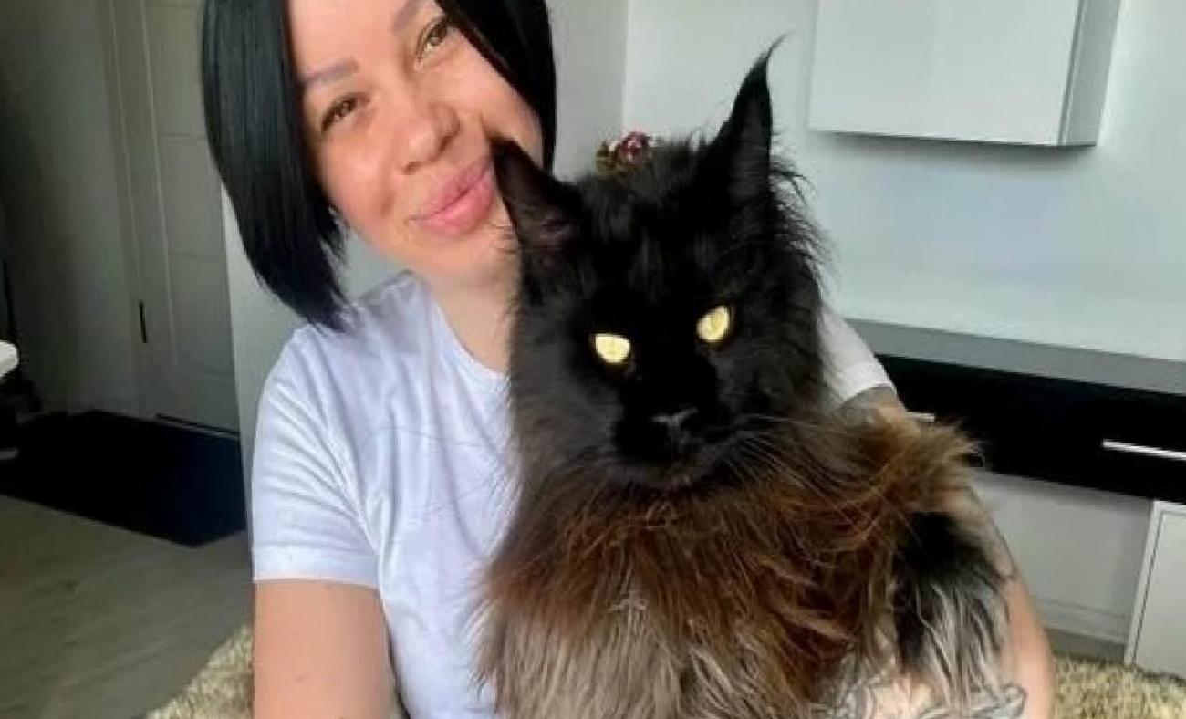 Zeus: Görüntüsüyle Hayran Bırakan Dev Maine Coon