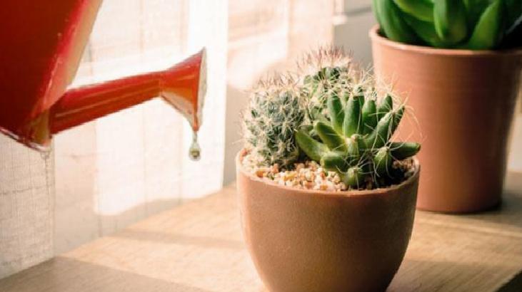 Kaktüslerin Çiçek Açmasında En Önemli Faktörler