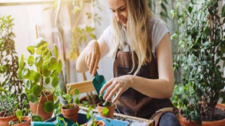 Doğru Işık ve Güneş Işığı