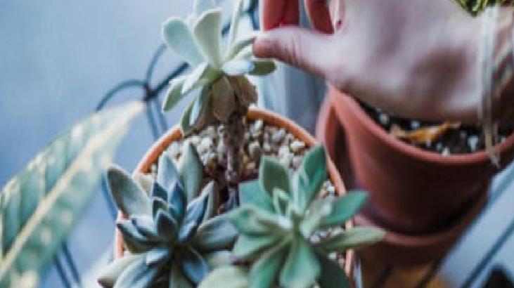 Sıcaklık ve İklim Koşulları