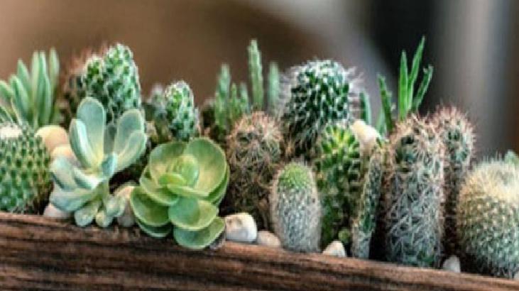 Organik Gübrelerle Beslenme ve Çiçeklenmeyi Teşvik Etme