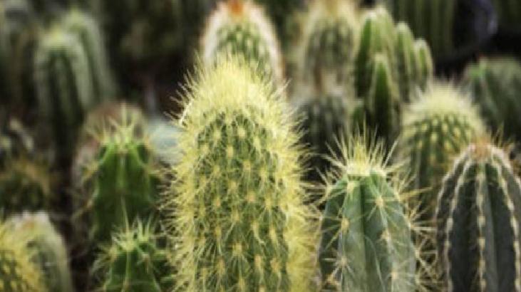 Organik Gübrelerle Beslenme ve Çiçeklenmeyi Teşvik Etme