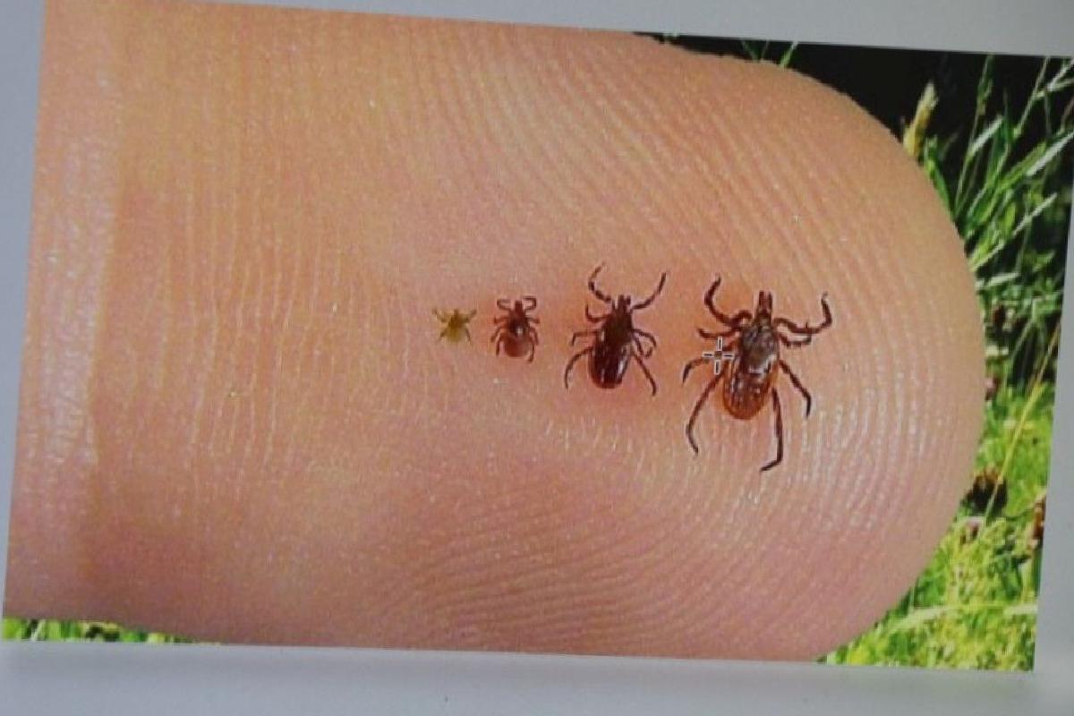 Türkiye genelinde artan hava sıcaklıklarıyla birlikte kene sayısında önemli bir çoğalma yaşanıyor. Özellikle Orta Anadolu bölgesindeki sıcaklık yükselişi, Kırım Kongo Kanamalı Ateşi (KKKA) hastalığı vakalarının artışına da zemin hazırlıyor. Uzmanlar, kenelerin bu dönemlerde hem insan hem de hayvanlardan kan emerek beslenmeye başladığını belirtiyor ve vatandaşlardan dikkatli olmaları ile gerekli korunma önlemlerini almalarını istiyor.