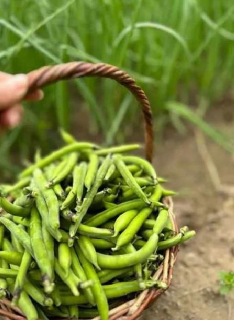 Baklanın Sağlığa Faydaları ve Lezzetli Kullanım Alanları