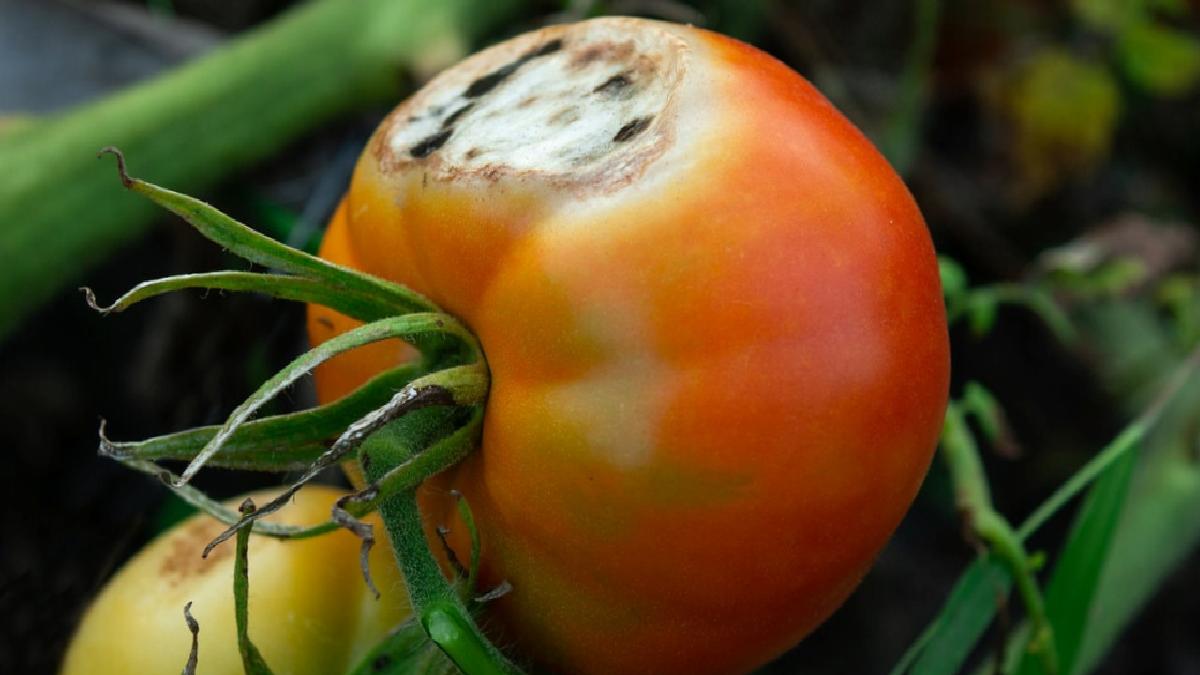 Bozuk Domateslerin Değerlendirilmesi İçin Yaratıcı ve Faydalı Yöntemler