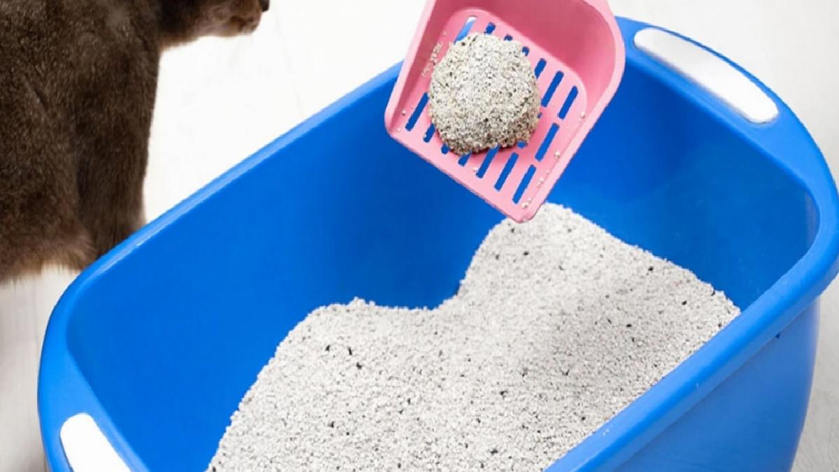 Hamilelikte Evcil Hayvanlarla Yakın İlişki ve Güvenlik Önlemleri