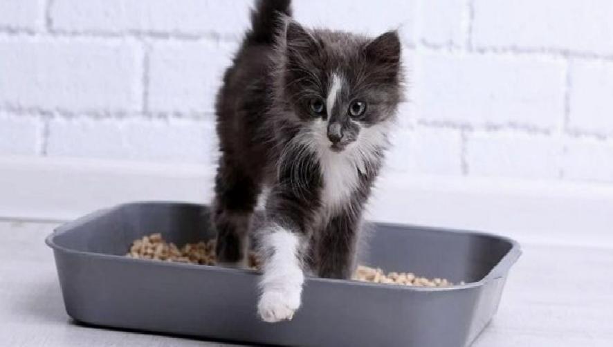 Toksoplazmoz Nedir ve Neden Önemlidir?