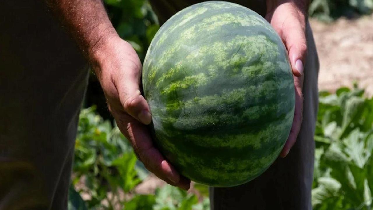 Karpuz Seçerken Dikkat Edilmesi Gereken 4 Önemli Uyarı