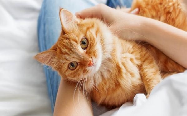 Kedi Tutkunlarının Burçlara Göre Profili ve Özellikleri