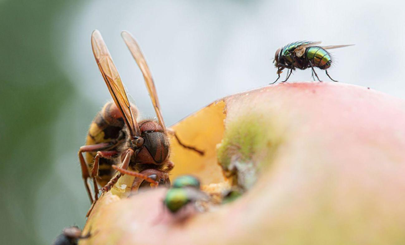 Yaz Aylarında Mutfağınızı Koruma Altına Alın