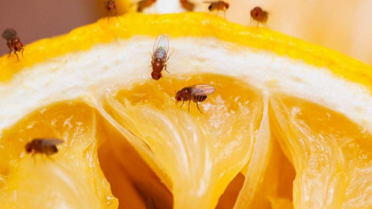 Meyve Sineğiyle En Etkili Mücadele Yöntemleri