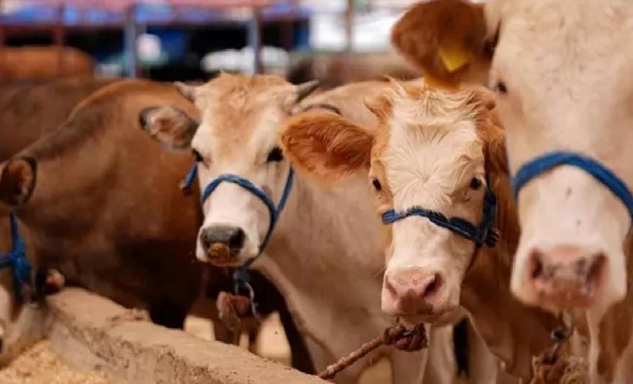 Ülke genelinde yaygınlaşan şap hastalığı ve sektör üzerindeki olumsuz etkileri