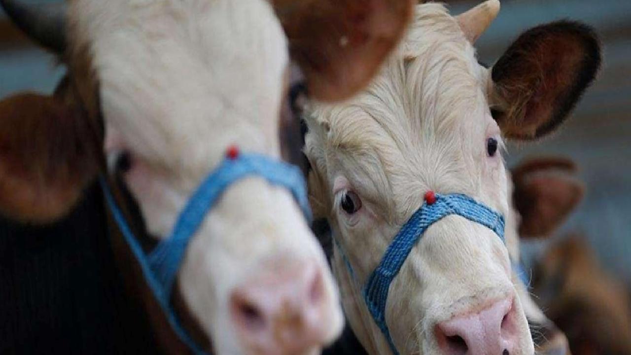 Kaçak Canlı Hayvan ve Et Girişlerine Dikkat Çekildi