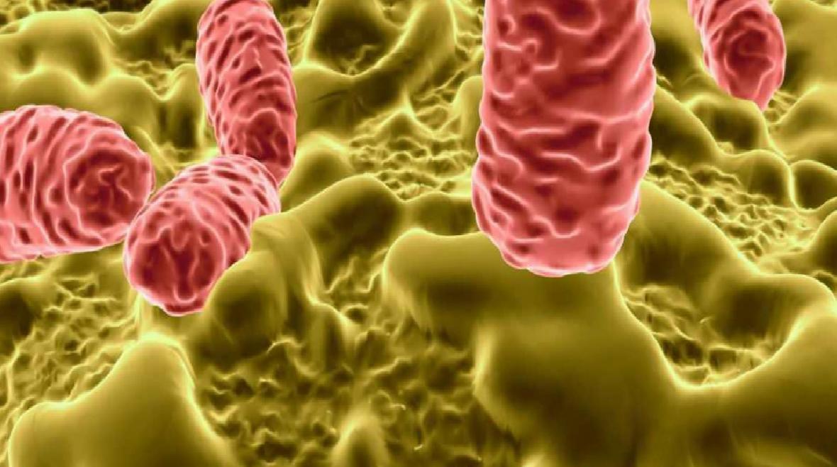 Salmonella Bakterisinin Özellikleri ve Çeşitleri