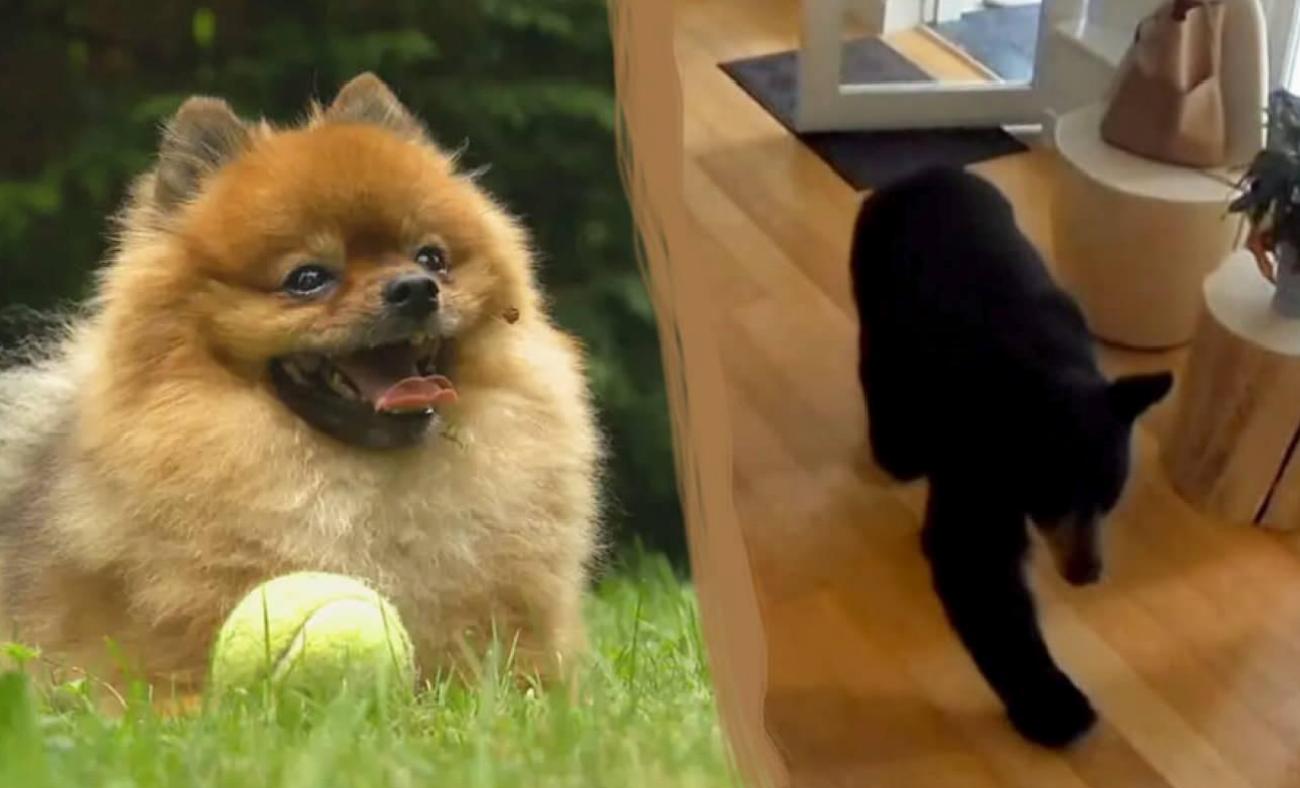 İlk Ayı Giriş Görüntüleri ve Olayın Gelişimi